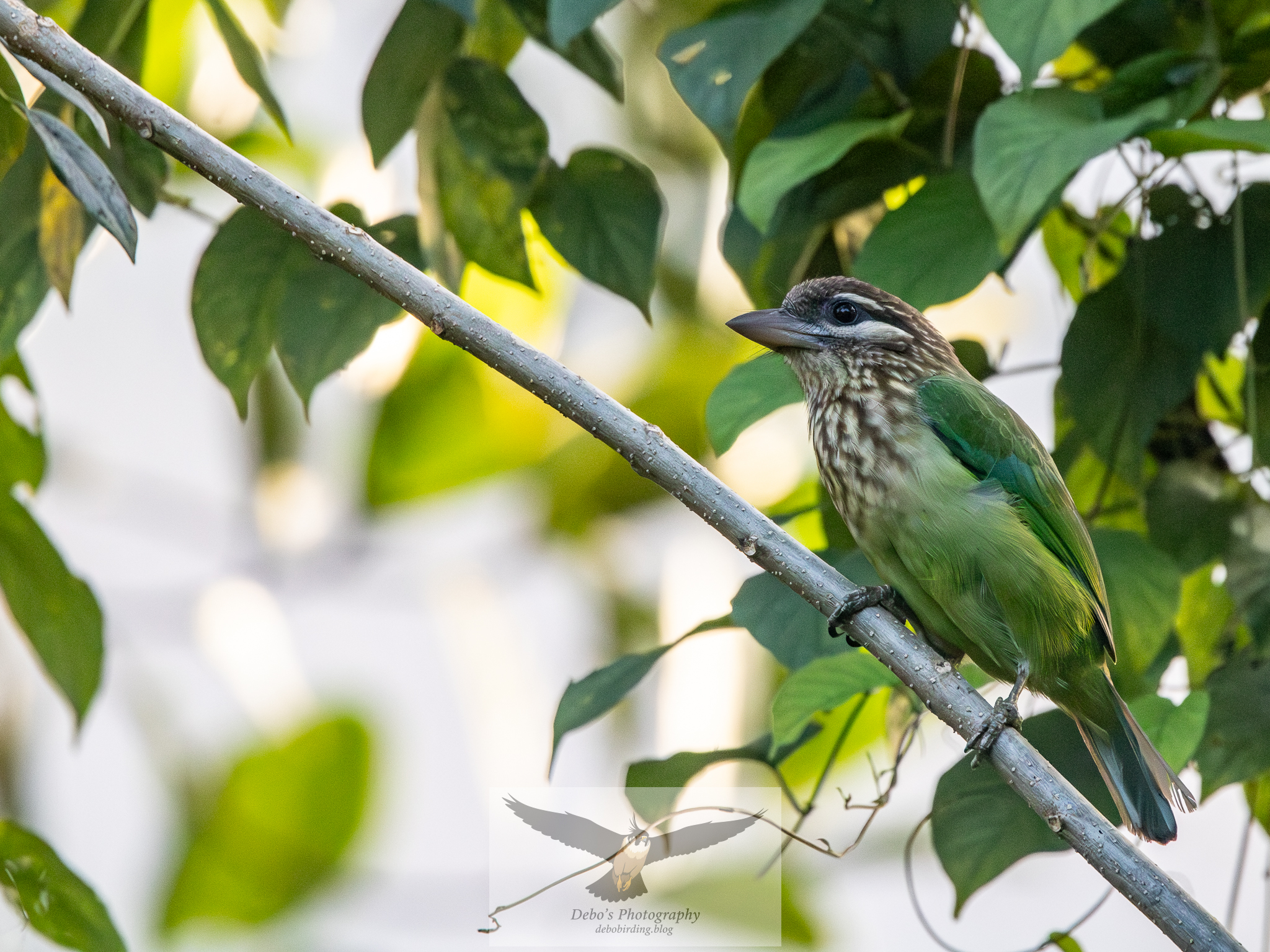 green barbet